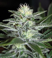 White Widow Auto