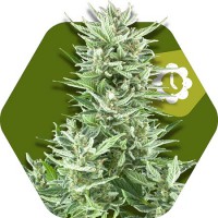 Big Bud XL Auto