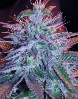 Blueberry Auto