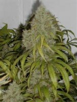 Auto Amnesia