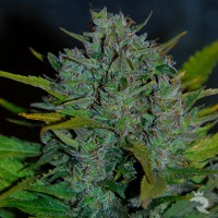 Ultraviolet auto
